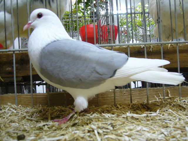 Thueringer Schildtaube blau.jpg - Thüringer Schildtaube blau von Walter Dirksmeier Preis sg 93, 2009